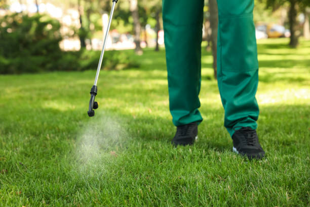 Best Termite Control Services  in Valle Vista, AZ