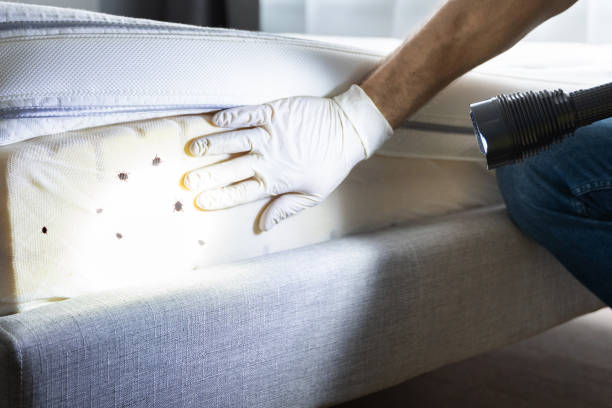 Best Bed Bug Extermination  in Valle Vista, AZ
