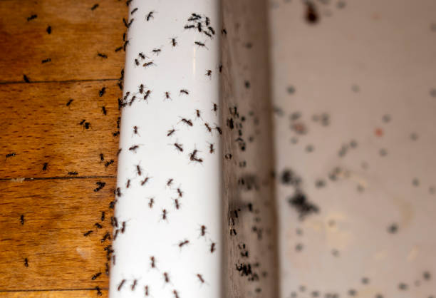 Wasp Removal Services in Valle Vista, AZ