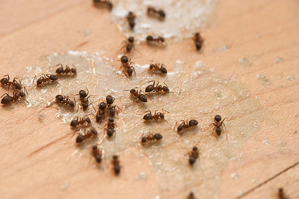 Best Affordable Pest Control Services  in Valle Vista, AZ
