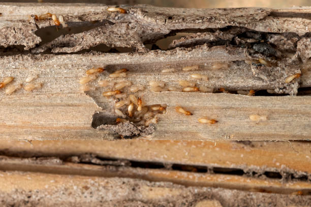 Best Exterminator Services  in Valle Vista, AZ